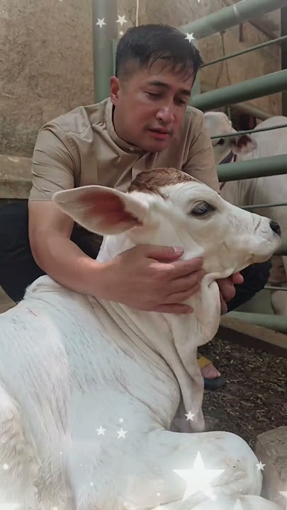 SALSA SAPI IRFAN HAKIM YANG NEMPEL TERUS #shorts #artis #sapi #irfan  #sapilucu #cow #sapijumbo