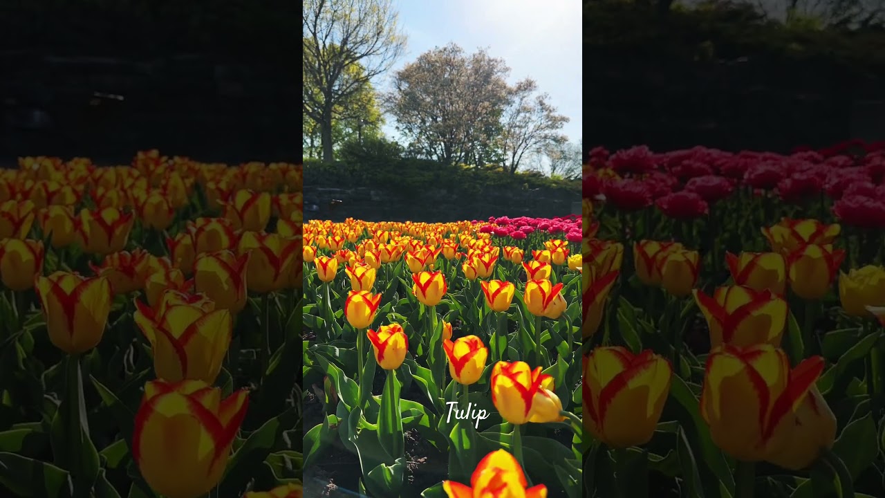 Canada tulip festival 