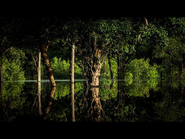 The Amazon Rainforest's Incredibly Unique Environment | Equator