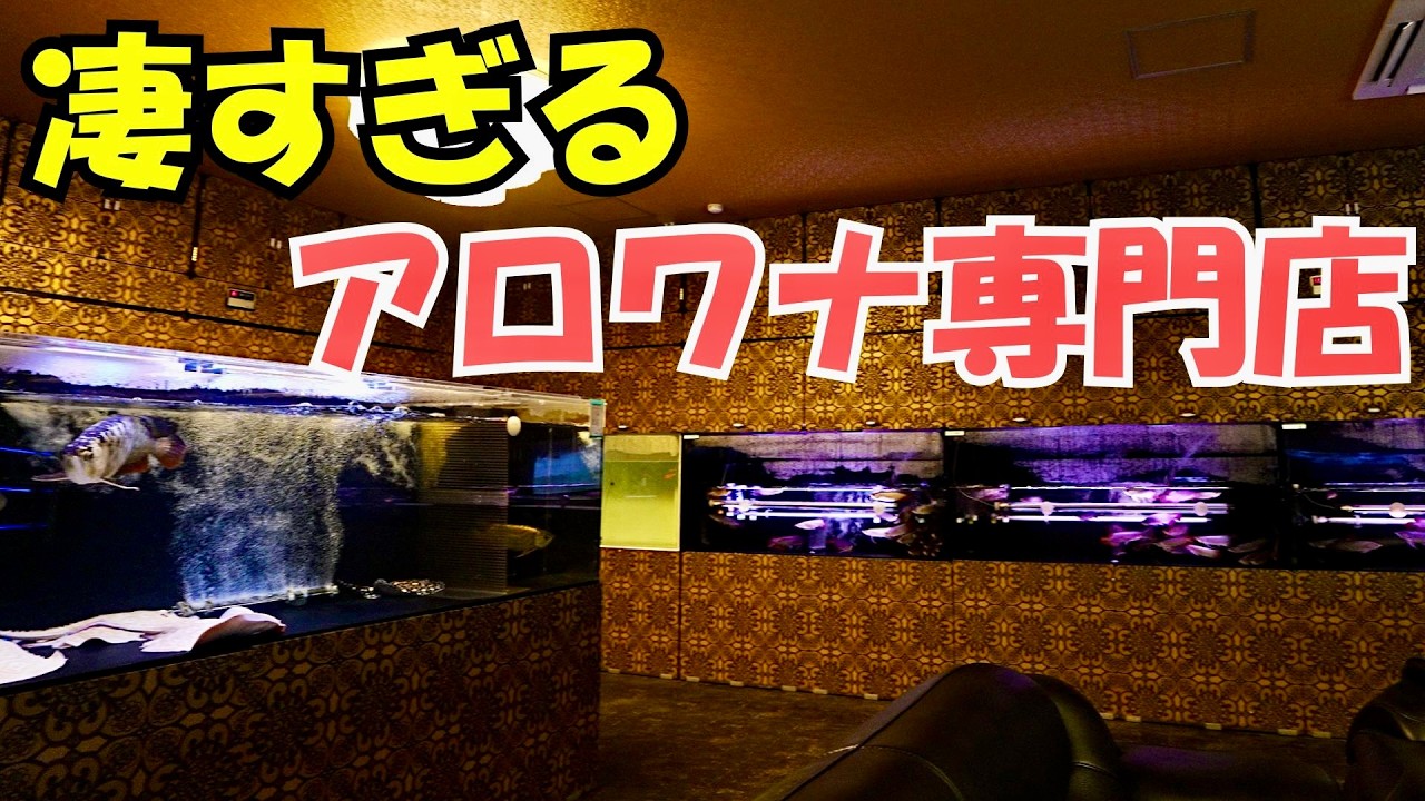 アジアアロワナ (熱帯雨林の神秘) Amazon.co.jp: 書籍アジアアロワナ 熱帯雨林の神秘熱帯魚 辣辛紅龍 過