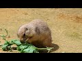 いしかわ動物園 の動画、YouTube動画。