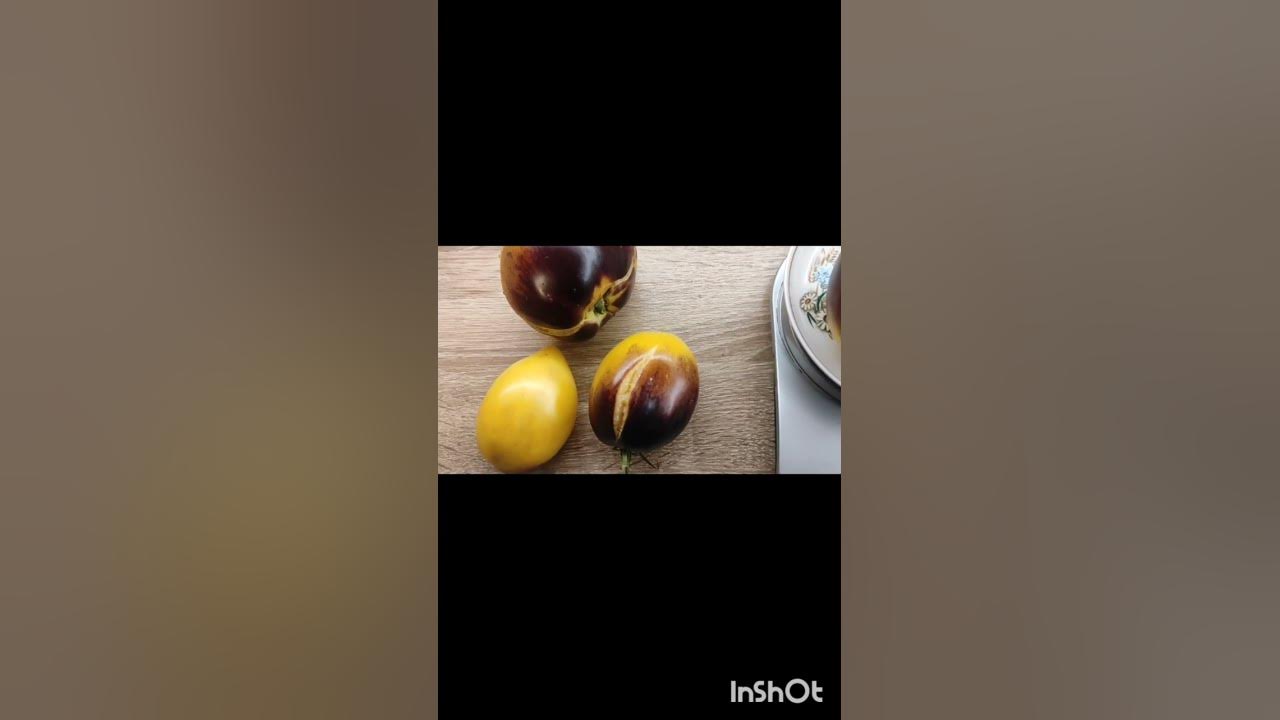 Каким получился сорт томата Блюз на блюде? - YouTube