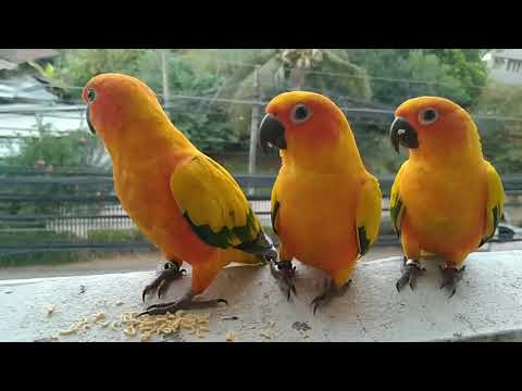 นกแก้ว - ซันคอนัวร์ -สีสันสดใสน่ารัก เสียงคมชัด100%/Sun Conure Parrot