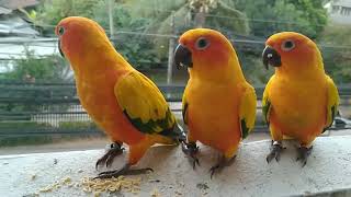 นกแก้ว - ซันคอนัวร์ -สีสันสดใสน่ารัก เสียงคมชัด100%/Sun Conure Parrot