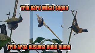 Tricks for trapping stubborn sunbirds using a stick with birdlime🐦