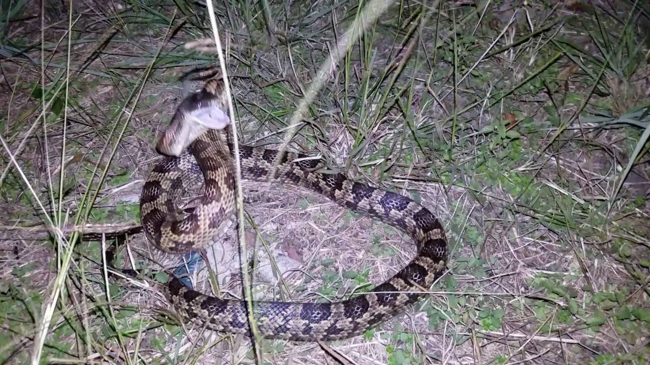 pyle casa Western ratsnake