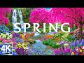 Peak Flower Bloom 2026 4K 🌸 Witness the Most Vibrant Explosion of Spring Colors in Early April