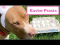 EASTER PRANKS | Robby and Penny