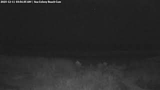 Sea Colony Beach Cam