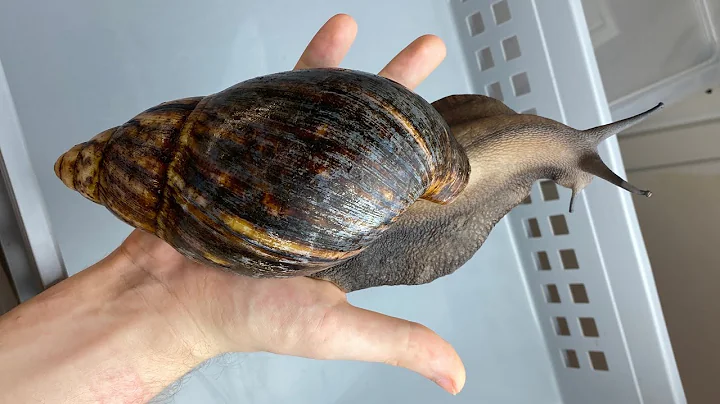 Largest Snail in the world Lifecycle - DayDayNews