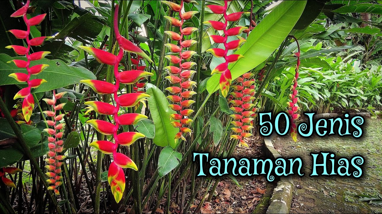 MENGENAL 50 JENIS TANAMAN HIAS DI SEKITAR KITA, LENGKAP DENGAN KETERANGANNYA
