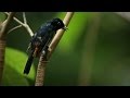 Monarch Flycatchers: Color Recognition Study