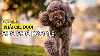 Chó Poodle Có Đuôi Không | Tại Sao Cắt Đuôi Chó Poodle