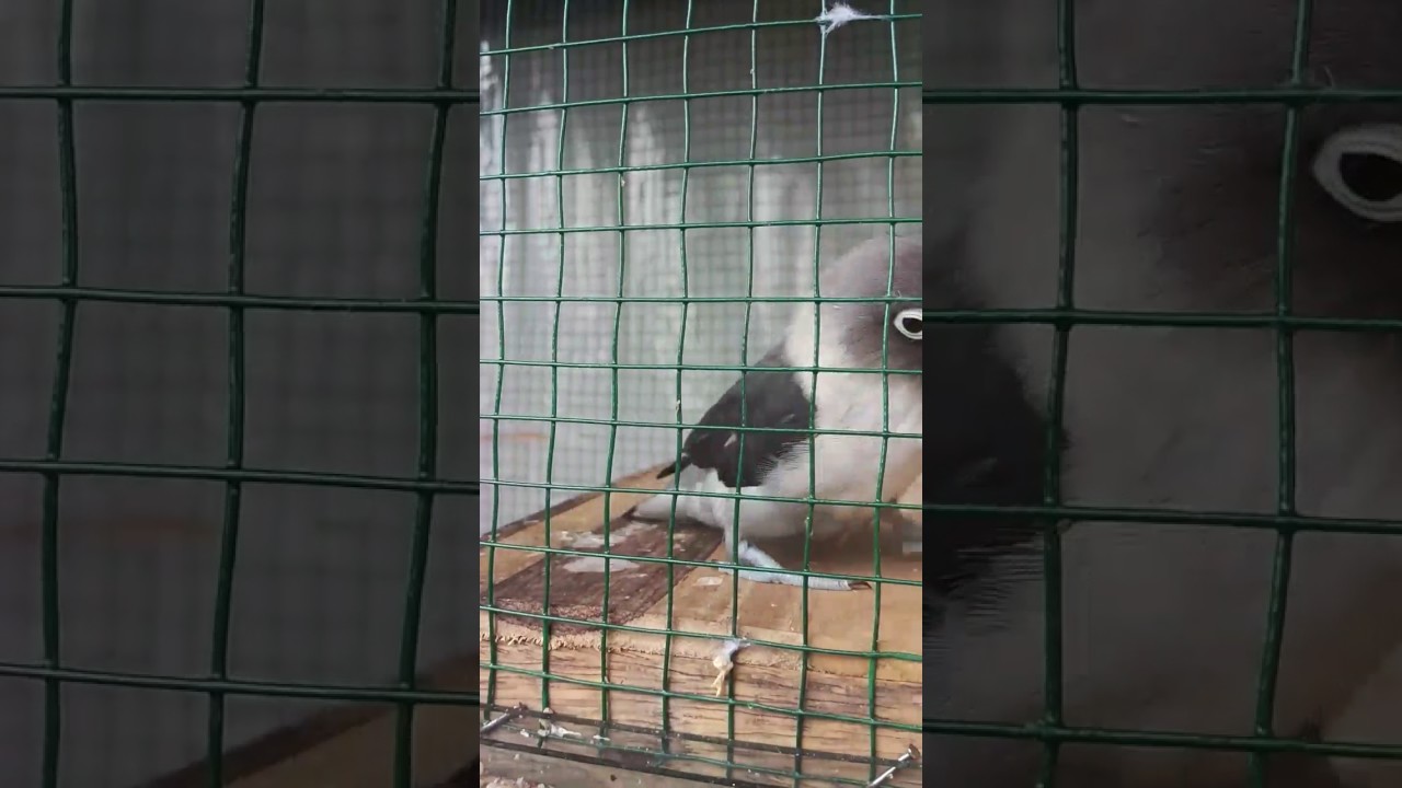 Si Betmen Burung Lovebird Lagi Berkicau Youtube