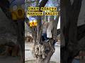 UMAY Ağaçta mahsur kaldı #youtubeshorts #funny #viral #keşfet #aboneolurmusun #umaykidz