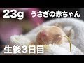 生後3日目！うさぎの家族の成長記録。【Rabbit】【子ウサギ】#51