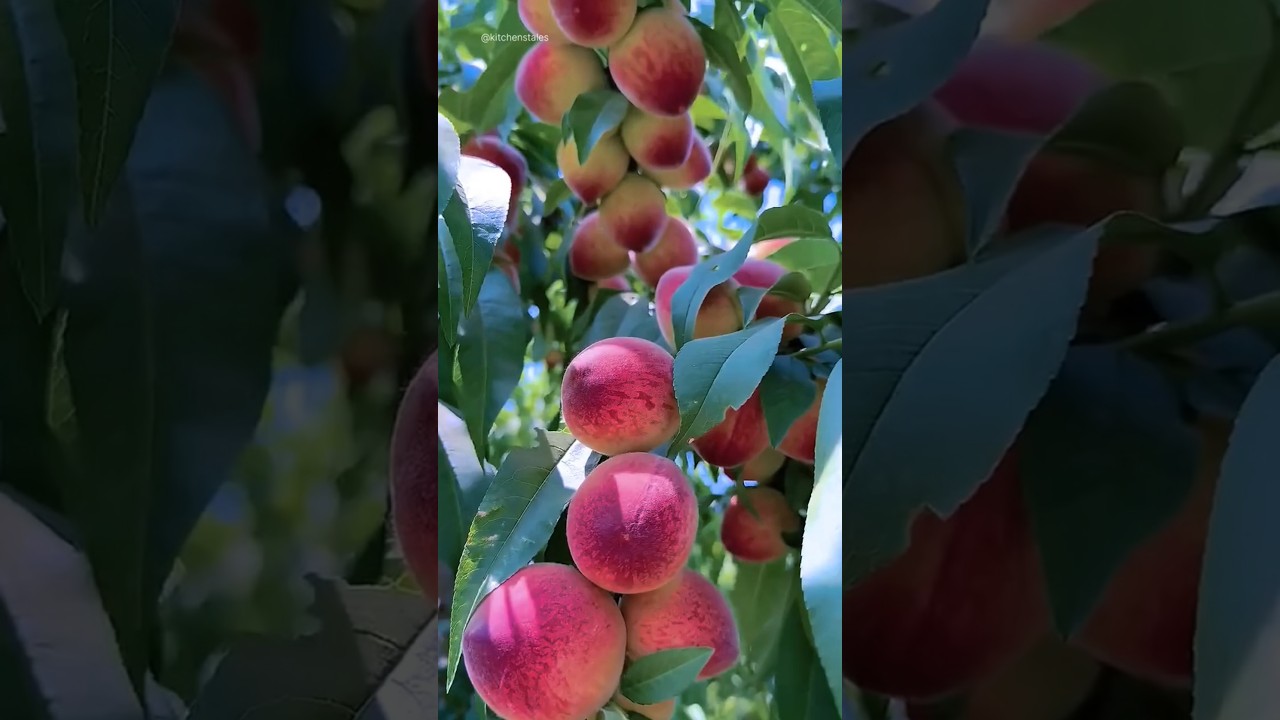 Peach very crispy and fresh - for fruit lovers