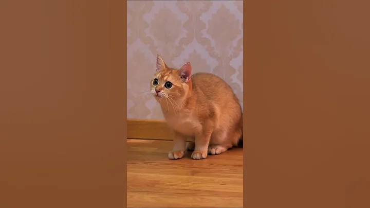 Video 569031: british golden chinchilla cat, british cat breeds, chocolate british cat, color british, cat kitten, kittens born, funny cat reaction, cat sound funny