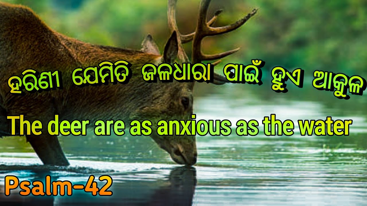 Harini jemiti jaladhara pain lyrics    Devotional odia Christian song     odia  heart