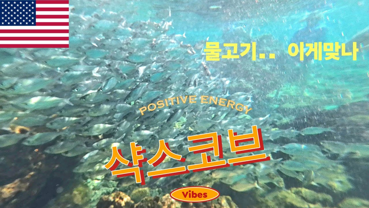 [하와이] 샥스코브 물놀이 해보기 Feat. 물고기 이게 맞나..