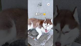 ドッグランで水独占している犬がいるって聞いたら…｜PECO