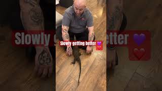 Cleo The Black Roughneck Monitor Slowly Coming Round