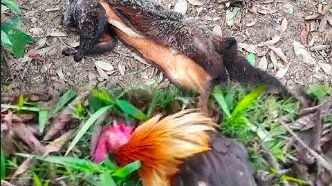 Hunting mus dib qaib qus tua nas