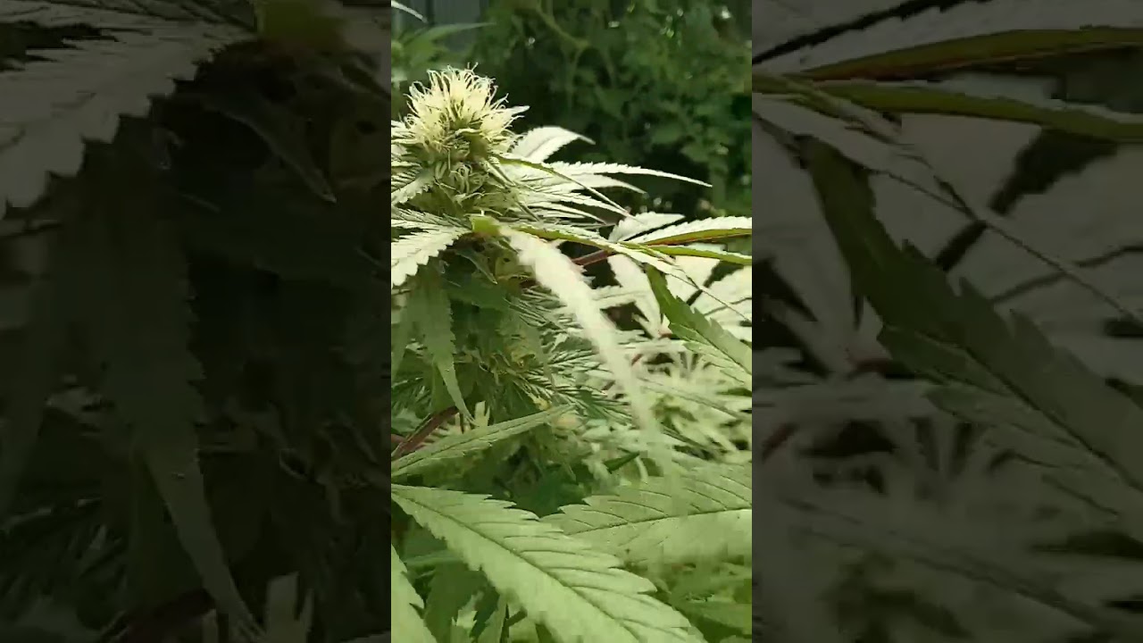 New weed strain, Oregon Purple Lavender Haze.