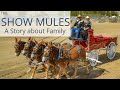 Show Mules of North Bend-The Anderson Show Mules Herd