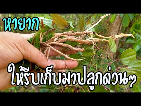 เจอในป่าให้รีบเก็บ หนอนตายหยาก สมุนไพรพิชิตมะเร็งที่หมอโบราณใช้ สรรพคุณดีมากๆ