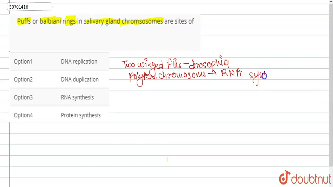 THE BASE COMPOSITION OF NUCLEIC ACIDS IN CHROMOSOMES, PUFFS, NUCLEOLI, AND  CYTOPLASM OF CHIRONOMUS SALIVARY GLAND CELLS