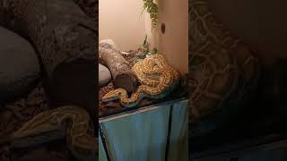 Famous hypo burmese phyton🐍 Net Worth