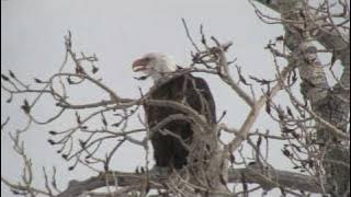 Bald Eagle Calling