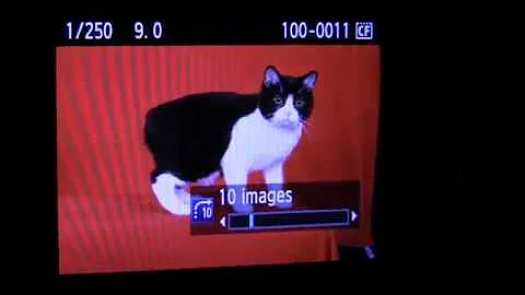 Photographer makes living with cat portraits