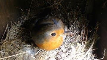 Nest Box Diary 2020 - Robin Nest Camera 1 (Wednesday 03 June 2020, 14:32:46)