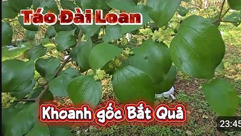 TÁO ĐÀI LOAN CHƯA ĐẬU QUẢ XỬ LÍ THẾ NÀO I NÚI ĐỒI LỤC NGẠN
