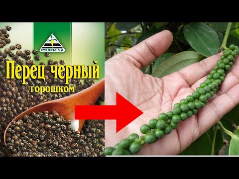 Видео: Уход за растениями душистого перца - Как выращивать растения перца душистого