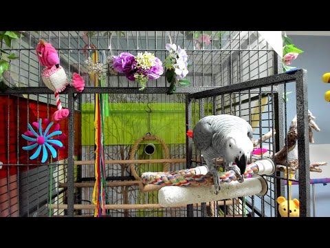 (<strong>Live</strong> on-air) [앵무새단독 라이브 웃기는콘서트][앵무새똘이] Korean-<strong>gray</strong> parrot [K-parrot]