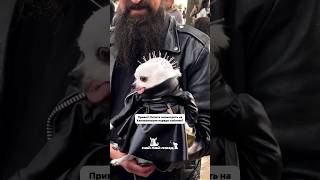 Собачки показывают свои костюмы с парада в честь Хэллоуина🎃 Подпишитесь, если вы собачник🫶