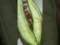 How i do bittergourd ampalaya easy preparing bittergourd ampalaya healthy veggie asmr shorts