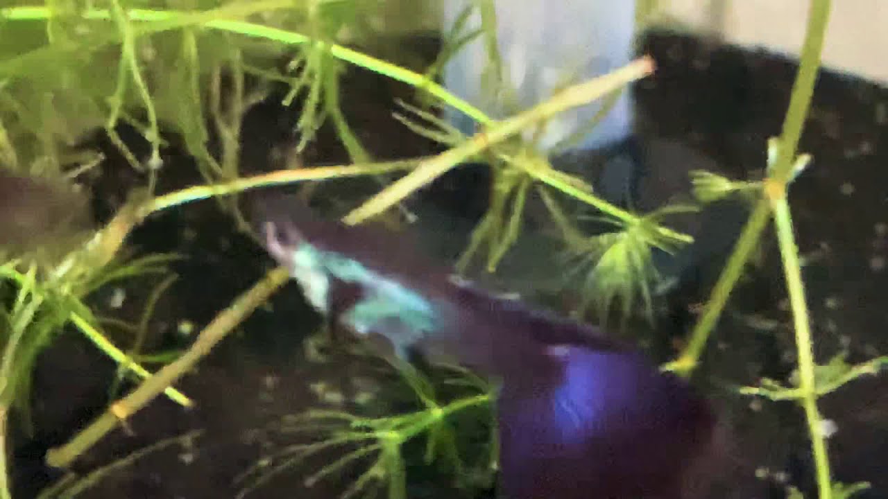 camera iphone 8 plus apk Large Pectoral Black Moscow Guppies