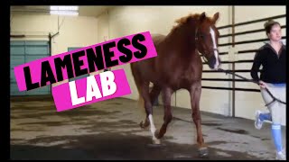 Lameness Lab #1: Is this horse lame?