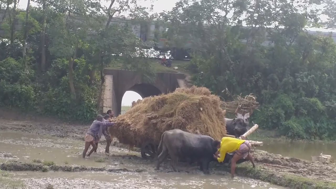 Buffalo Cart Stuck to Mud//Buffalo Cart Ride Not a Easy