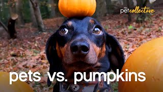 Detalles Pets vs Pumpkins Actualización