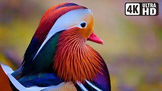 : Most Exotic Birds | Relaxing Bird Sounds | Breathtaking & Soothing Nature | Stress Relief Sounds