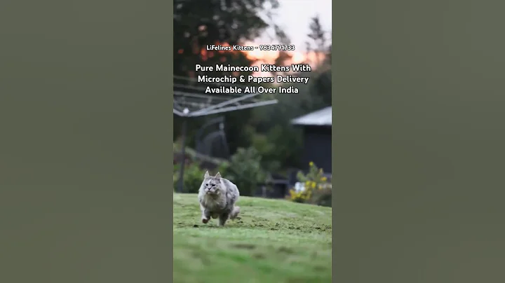 Watch the video about Imported Maine coon Cat in India #mainecoon #mumbai #thane #pune #britishshorthair #india #kerala
