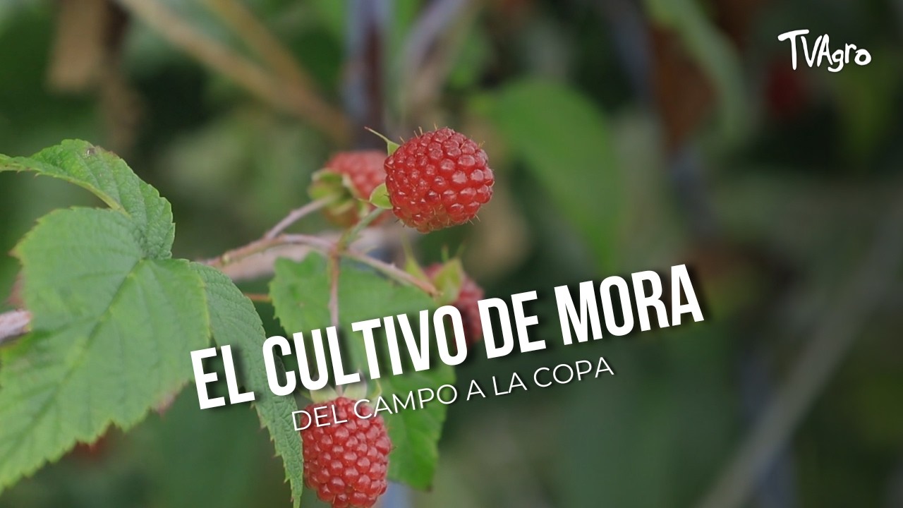 El cultivo de mora: del campo a la copa - TvAgro por Juan Gonzalo Angel