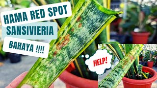 Hama RedSpot Juga Menyerang Sansivieria