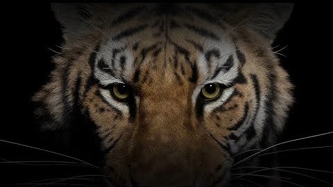 The making of CG tiger