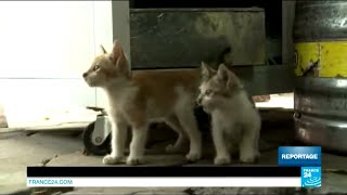 Vietnam Eating Cat Brings Good Luck